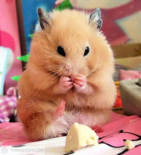 Hình ảnh chuột Hamster ngộ nghĩnh, cute