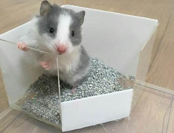 Hình ảnh chuột Hamster ngộ nghĩnh, cute