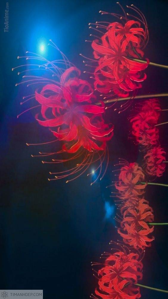 Ảnh hoa bỉ ngạn đẹp, hình nền hoa bỉ ngạn 3d, 4k, full HD