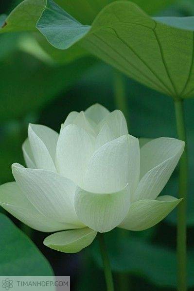 Hãy tải hình nền 3D  Hoa sen đẹp huyền ảo để tân trang cho dế yêu của bạn  nhé Hy vọng hình nền bông  Lotus flower pictures Lotus flower quote