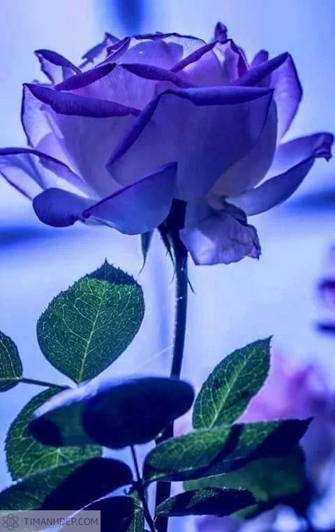 Hình ảnh hoa hồng xanh đẹp nhất